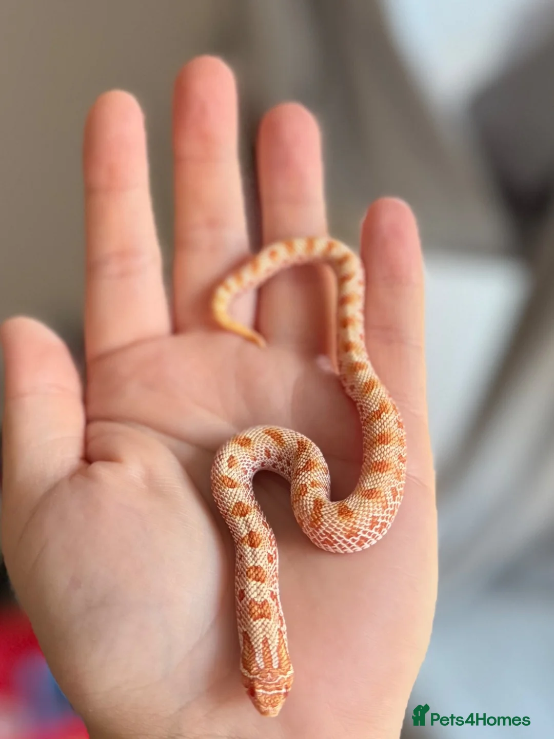 Snake reptiles for sale: Male Albino Western Hognose Snake And Set Up  - Advert 2