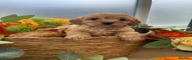 Cavapoo Puppy 5