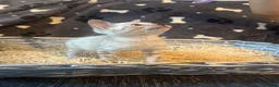 Bengal cats for sale: Bengal kittens blue eye snow and a green eye mink in Bradford - Advert 14