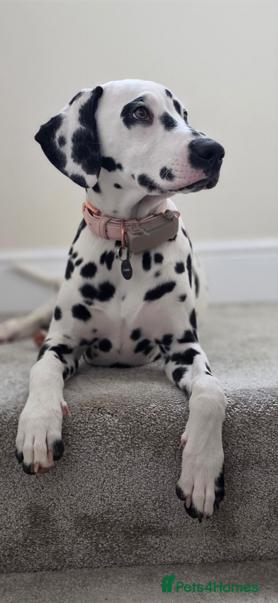 Dalmatian dogs Dalmatian  - Advert 2
