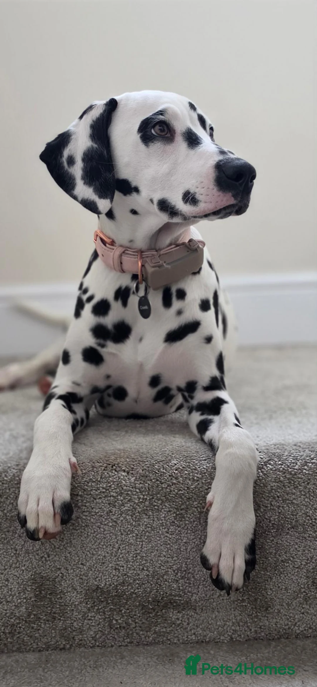 Dalmatian dogs for sale: Dalmatian  in Newton Aycliffe - Advert 1