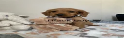 Cockapoo dogs for sale: 💕 cockapoo pups 💕 - Advert 11
