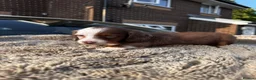 Miniature Dachshund dogs for sale: ✨KC PRA CLEAR miniature longhair dachshund  - Advert 17