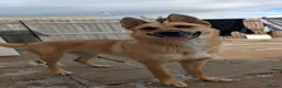 Mixed Breed dogs for stud: Belgian malinois X shep in Glasgow - Advert 2
