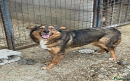 Mixed Breed dogs for adoption: Nora is 3-4acedonain rescue  - Image 2