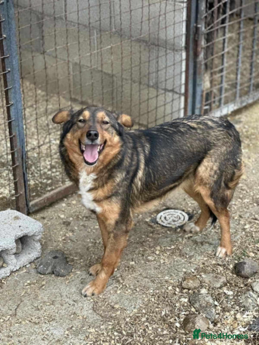 Mixed Breed dogs for adoption: Nora is 3-4acedonain rescue  - Image 2