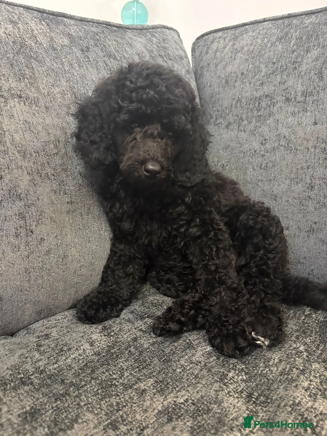 Mixed Breed dogs for sale: Poodle pups in Middlesbrough - Advert 2