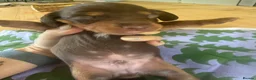 Miniature Dachshund dogs for sale: Stunning miniature dachshund puppies  - Advert 14
