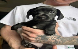 Mixed Breed dogs for sale: Miniature dachshund cross - Image 3
