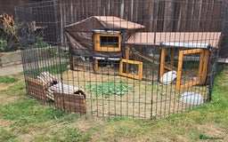 Guinea Pig rodents for sale: Moving House - Not with Piggies  - Image 5
