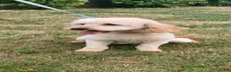 Toy Poodle dogs for sale: 🐩Outstanding Toy Poodle Puppies – Ready to view🐩 - Advert 18