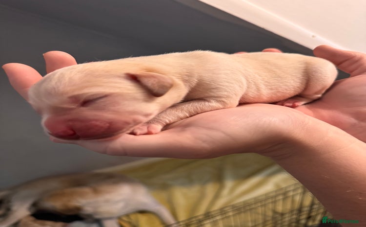 Labrador Retriever dogs - Advert 2