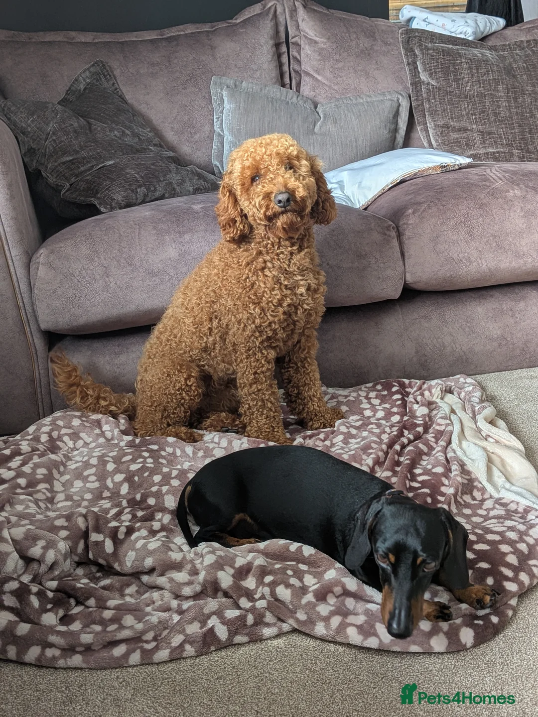 Cockapoo dogs for sale: Red cockapoo looking for a 5* home - Advert 2