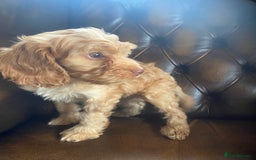 Cockapoo dogs for sale: Cockapoos  - Image 27