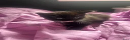 Mixed Breed cats for sale: 4 kittens ready for their forever home 🏠  in Glasgow - Advert 4