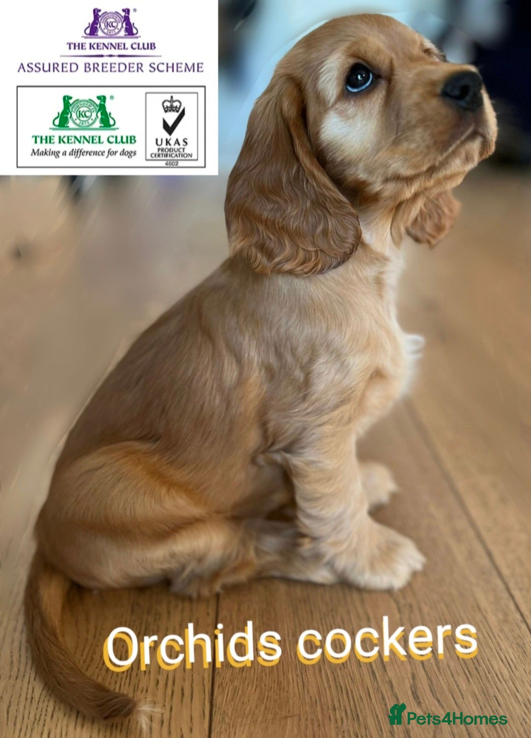 Cocker Spaniel dogs Outstanding health tested golden show cockers - Advert 3