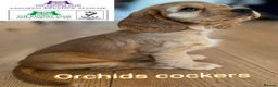 Cocker Spaniel dogs for sale: Outstanding health tested golden show cockers - Advert 1