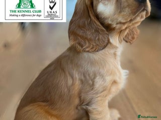 Cocker Spaniel dogs Outstanding health tested golden show cockers - Advert 9