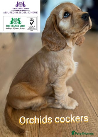 Cocker Spaniel dogs - Advert 2
