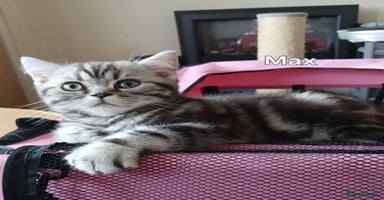 British Shorthair cats - Advert 6