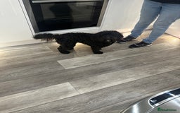 Cockapoo dogs for sale: Cockerpoo For rehome - Image 3