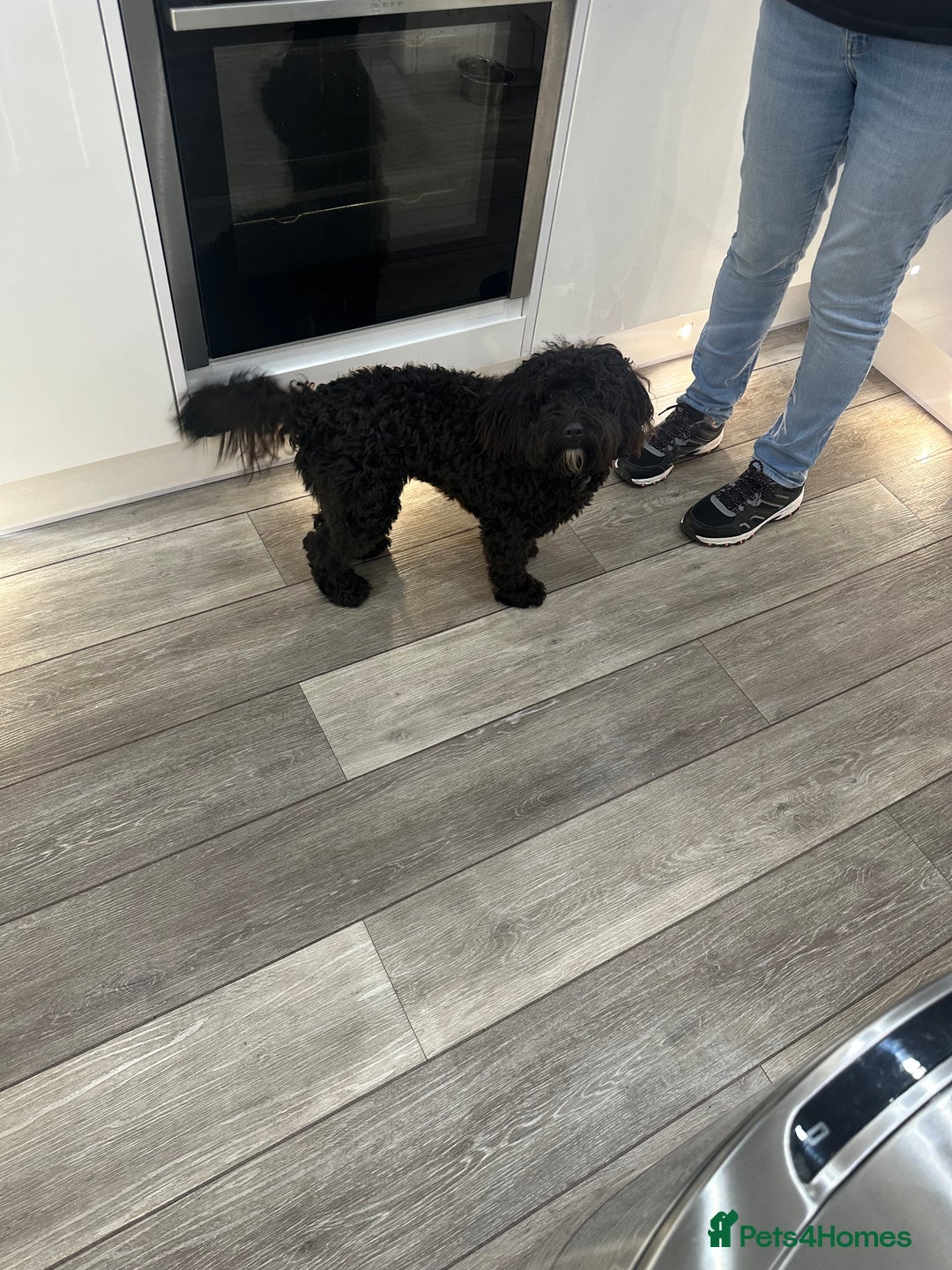 Cockapoo dogs for sale: Cockerpoo For rehome - Image 3