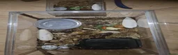 Snails invertebrates for sale: Albino African land snails  in Chichester - Advert 3