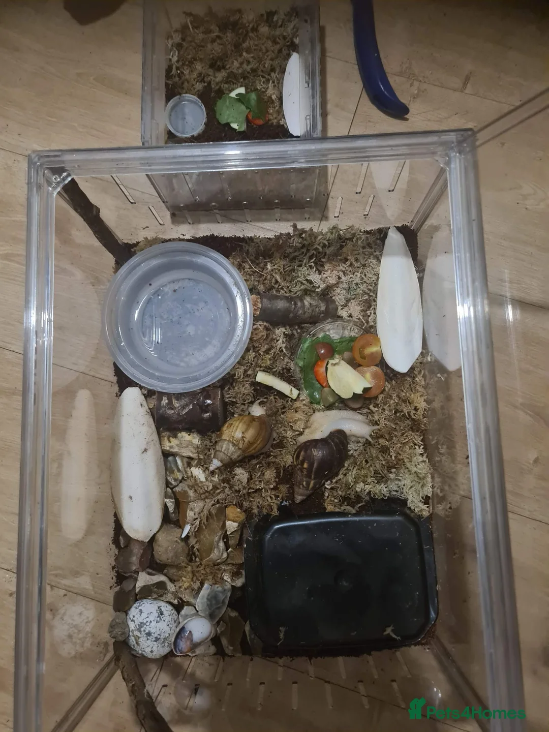 Snails invertebrates for sale: Albino African land snails  in Chichester - Advert 3