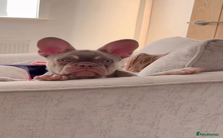 French Bulldog dogs French bulldog puppy  - Advert 13