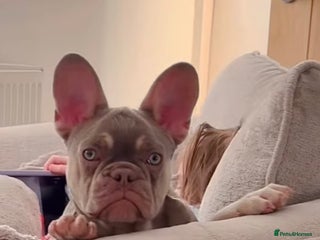 French Bulldog dogs French bulldog puppy - Advert 14