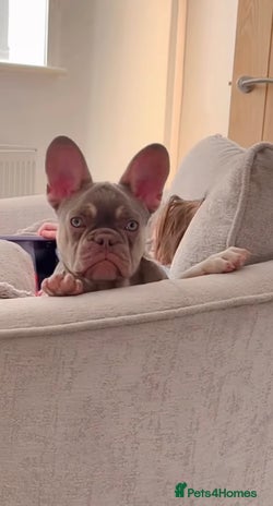 French Bulldog dogs French bulldog puppy - Advert 13