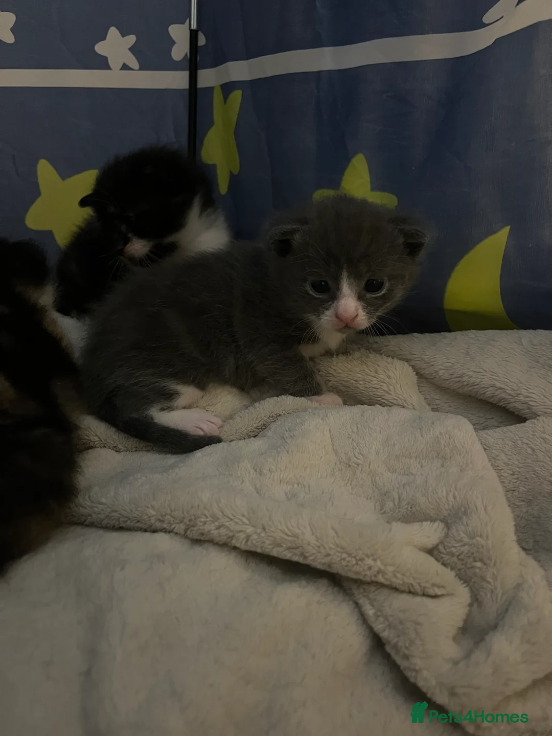 Russian Blue cats for sale: russian blue x domestic shorthair  - Advert 2