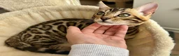 Bengal cats for sale: 🐅Gorgeous 😍One of a Kind Dream Bengal Boy!🐅 - Advert 10