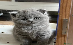 British Shorthair cats for sale: Beautiful Blue British Shorthair Kittens ready now - Image 1