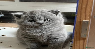 British Shorthair cats - Advert 6