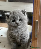 British Shorthair cats - Advert 4