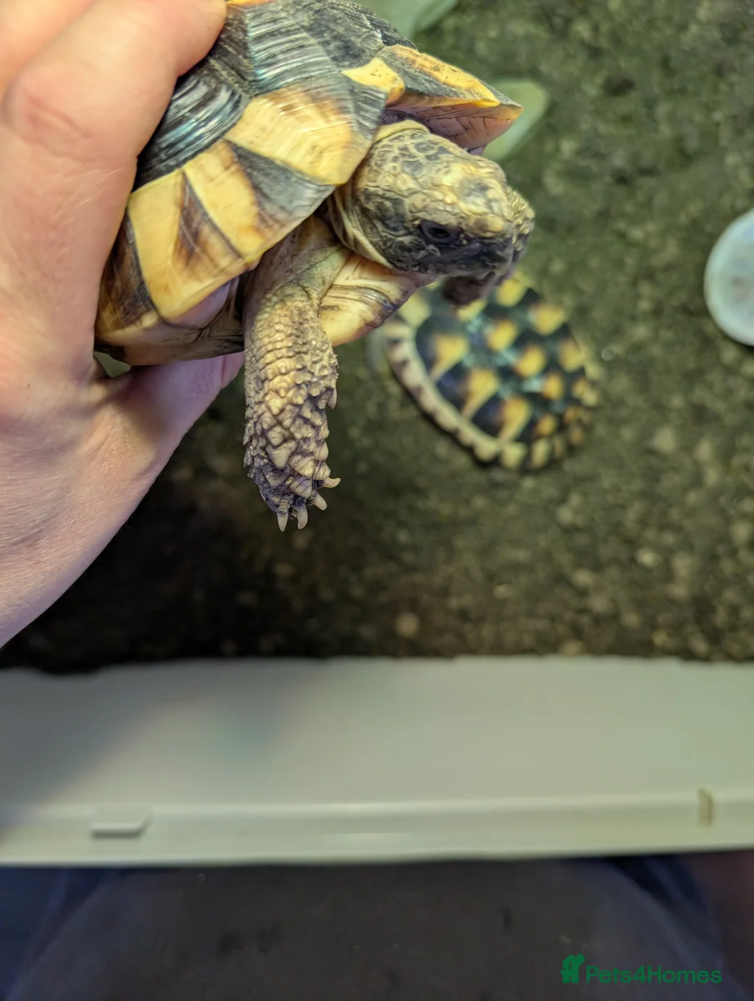 Hermann Tortoise reptiles for sale: hermann tortoise  in Bath - Advert 2