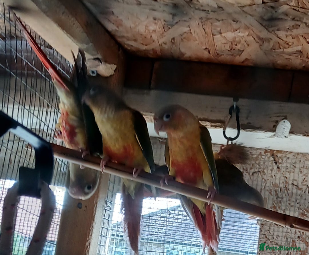 Conures birds for sale: Pineapple Conures Parent reared Dna'd  - Image 3