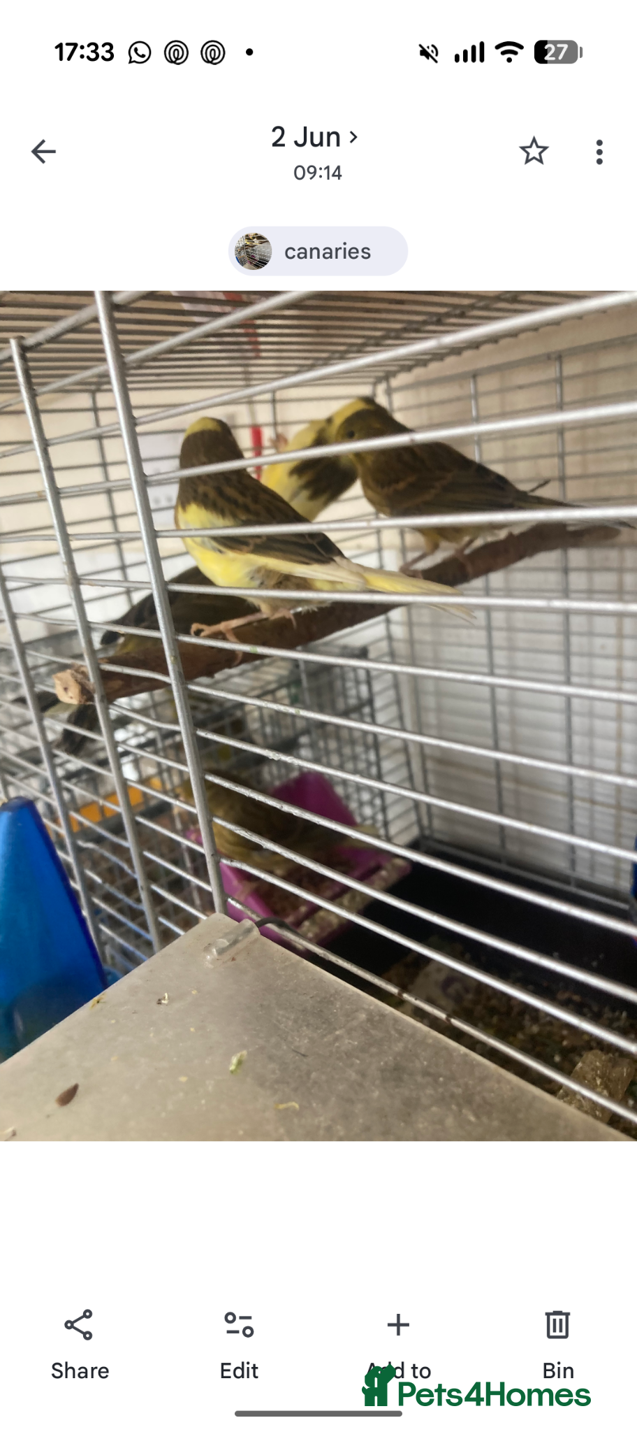 Canaries birds 6 canaries for sale - Advert 8