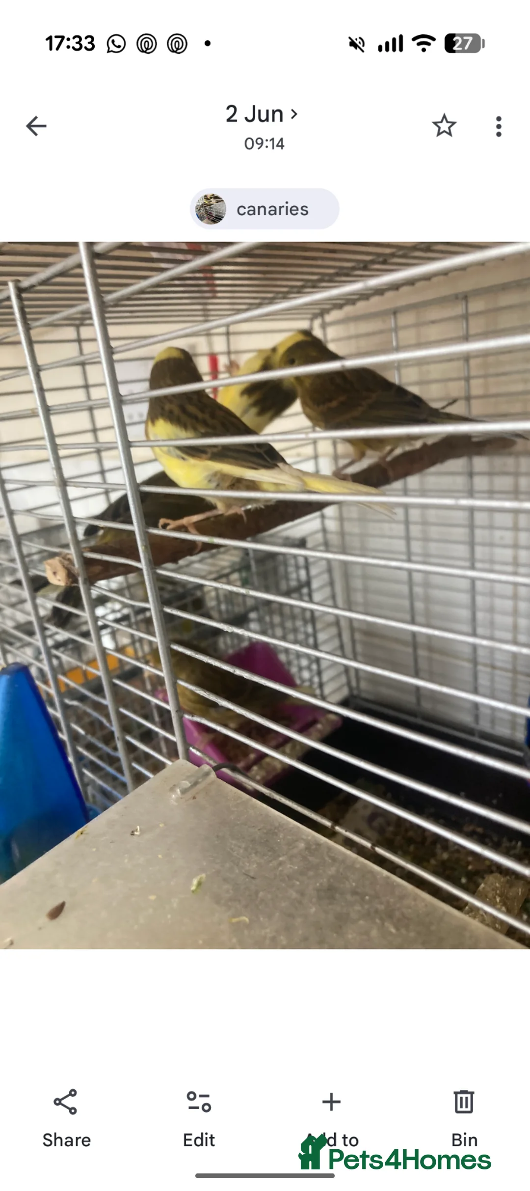 Canaries birds for sale: 6 canaries for sale - Advert 1