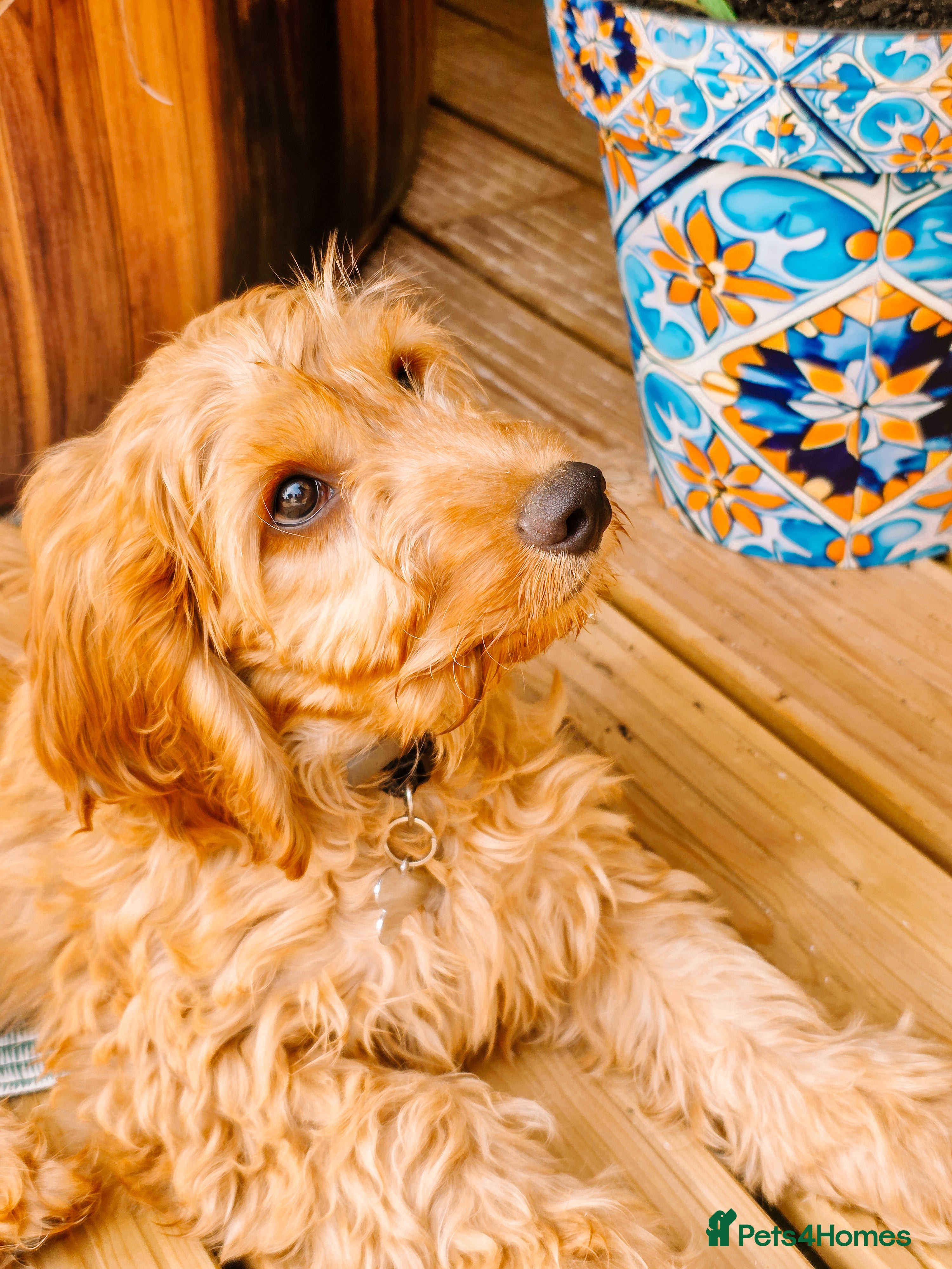 Cavapoo dogs Cavapoo  - Advert 15