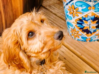 Cavapoo dogs Cavapoo - Advert 15