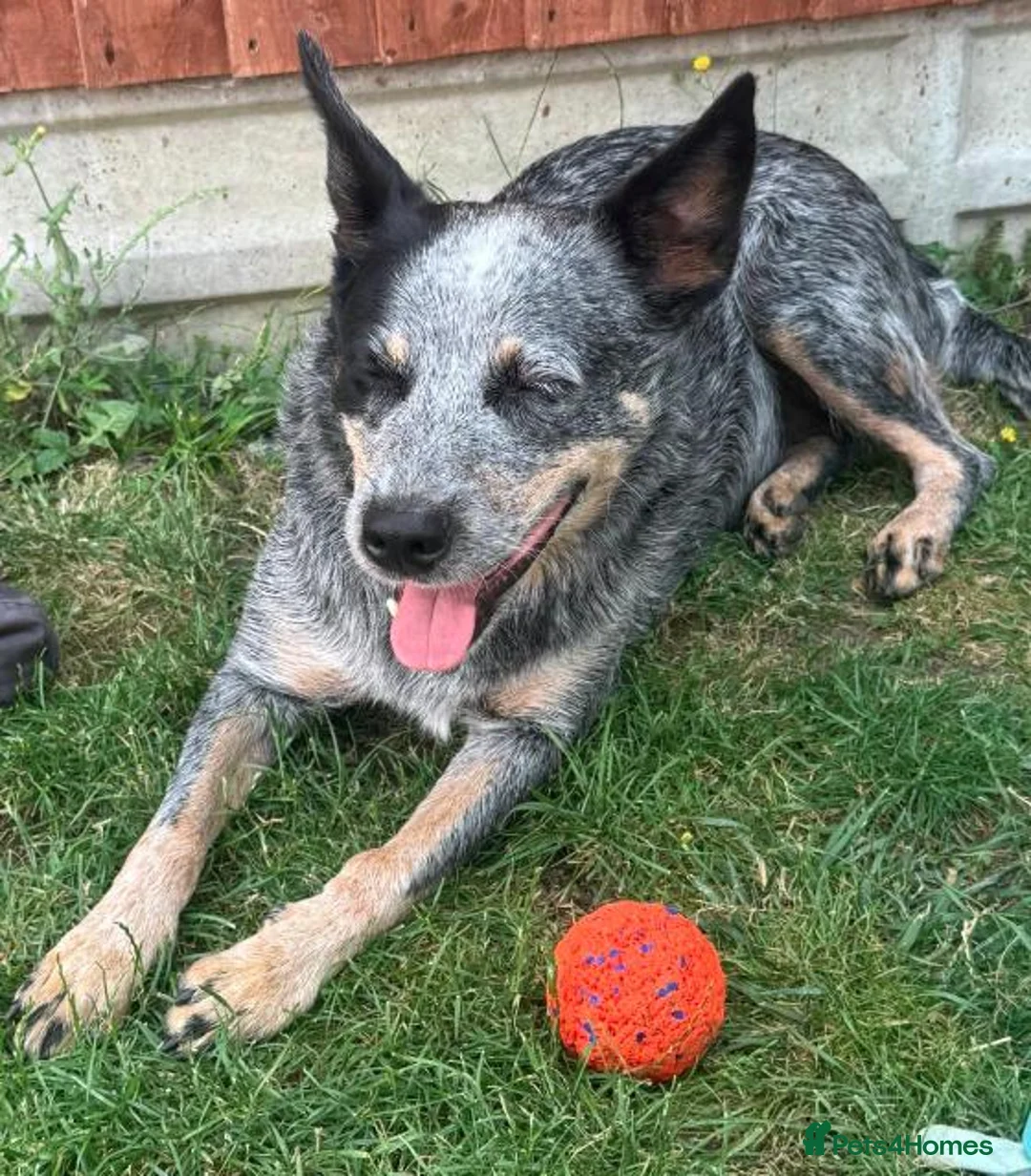 Australian Cattle Dog dogs for sale: Spark of the Outback in Every Curious Little Face in Belfast - Advert 13