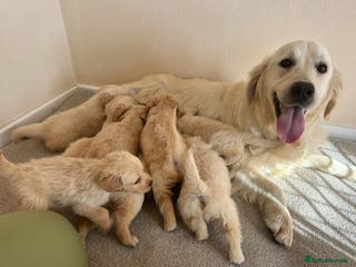 Mini Goldendoodle dogs Mini golden doodle puppies - Advert 4