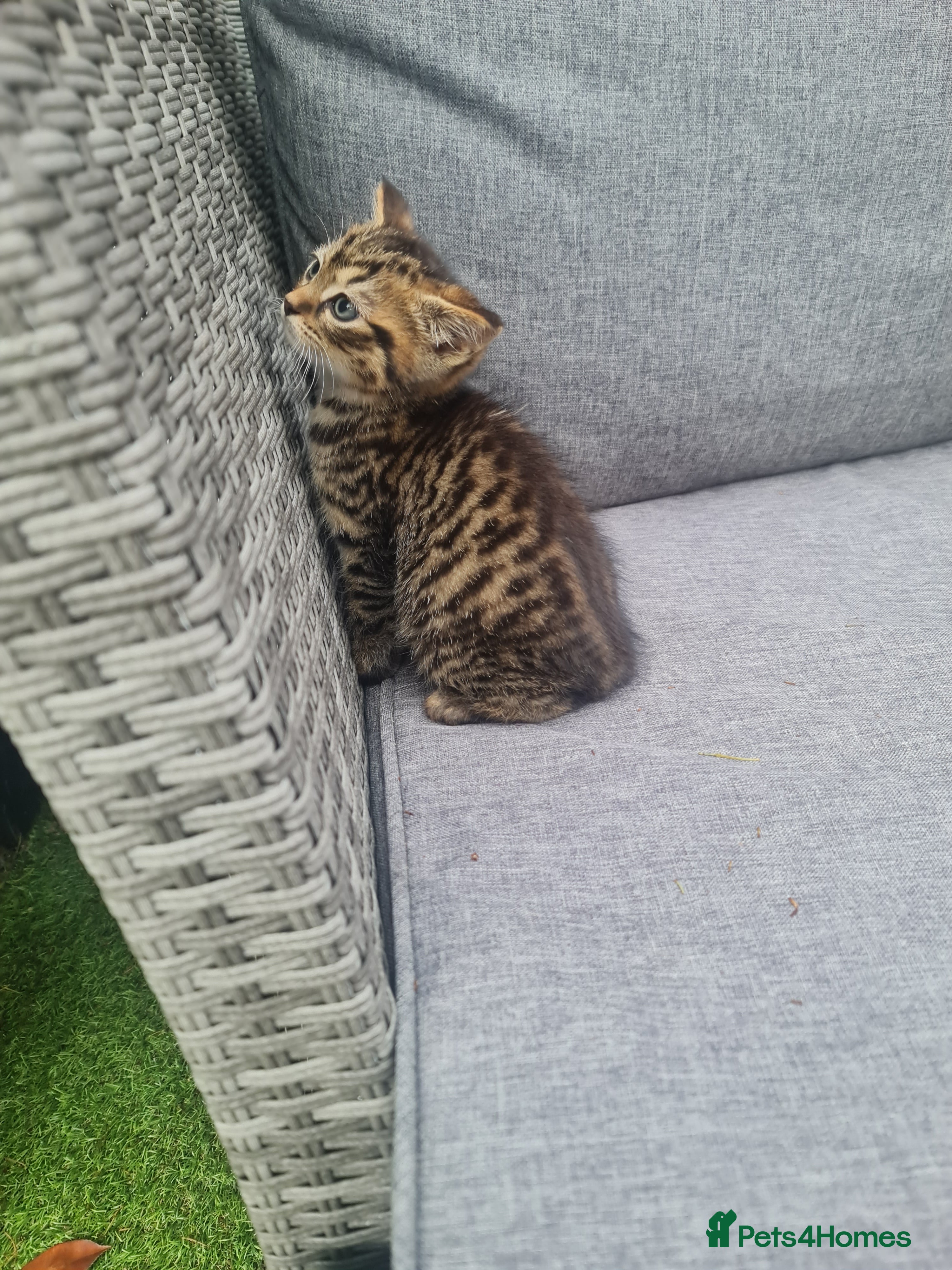 Mixed Breed cats Beautiful little kitten girl - Advert 1