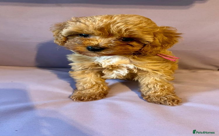 Cavapoo dogs Top quality F1b toy cavapoos  - Advert 13