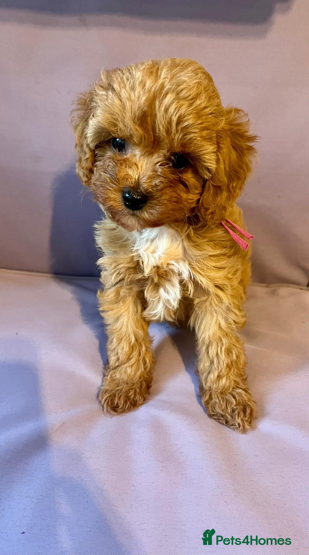 Cavapoo dogs for sale: Top quality F1b toy cavapoos  - Advert 1