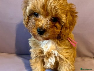 Cavapoo dogs Top quality F1b toy cavapoos - Advert 16