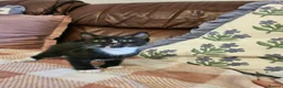 Mixed Breed cats for sale: 3 adorable kittens for sale  - Advert 7