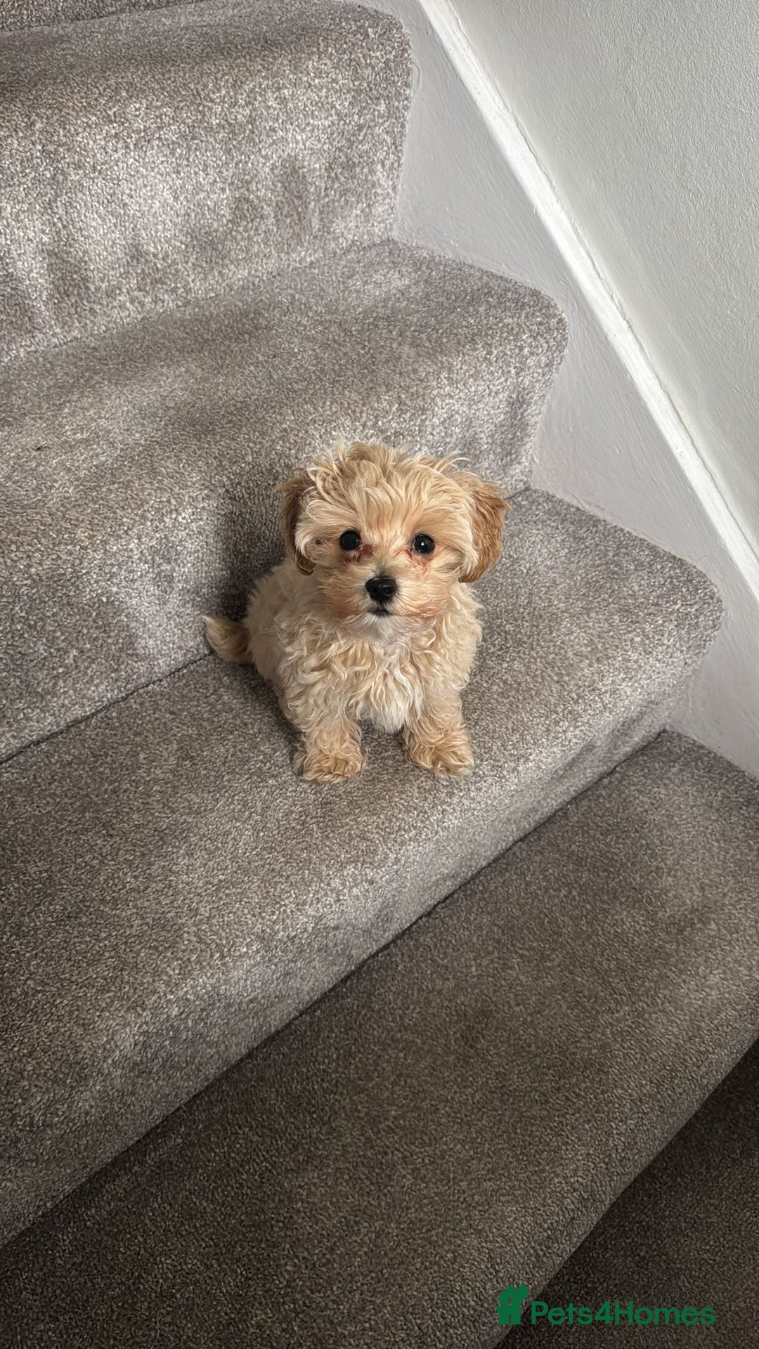 Maltipoo dogs for sale: Red teeny tiny maltipoo puppy - Advert 10